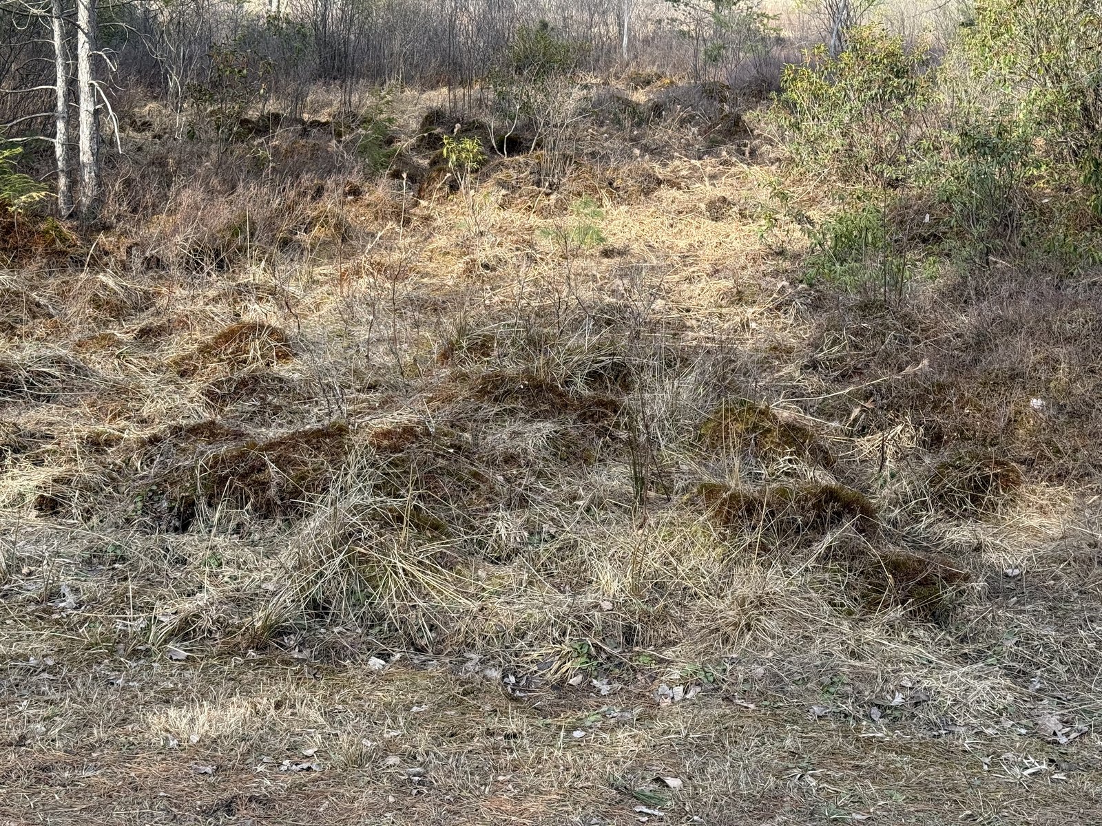 A patch of bare ground covered in lumpy hummocks and tussocks of dead tan grass and mounded soil, with bare brush behind.