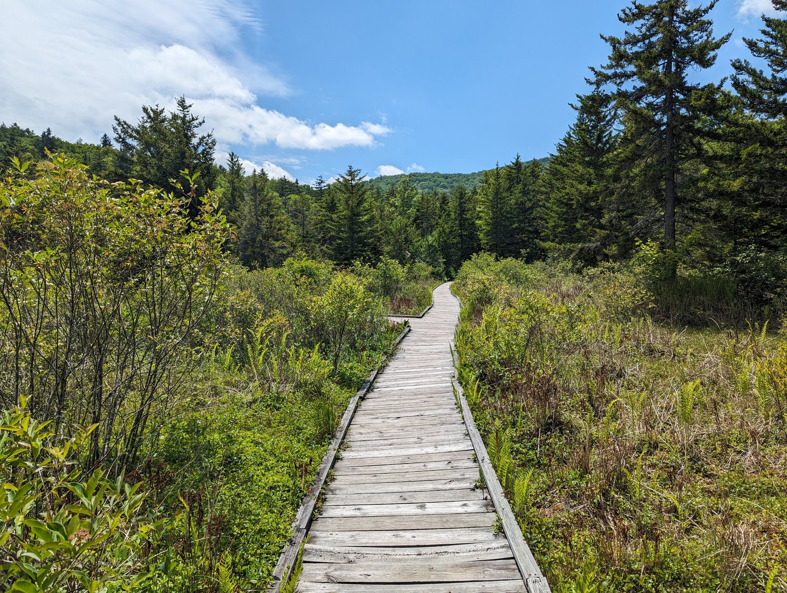 A weathered wooden boardwalk winding through a green bog of low shrubs and sedge toward a line of spruce under a blue sky with scattered clouds.