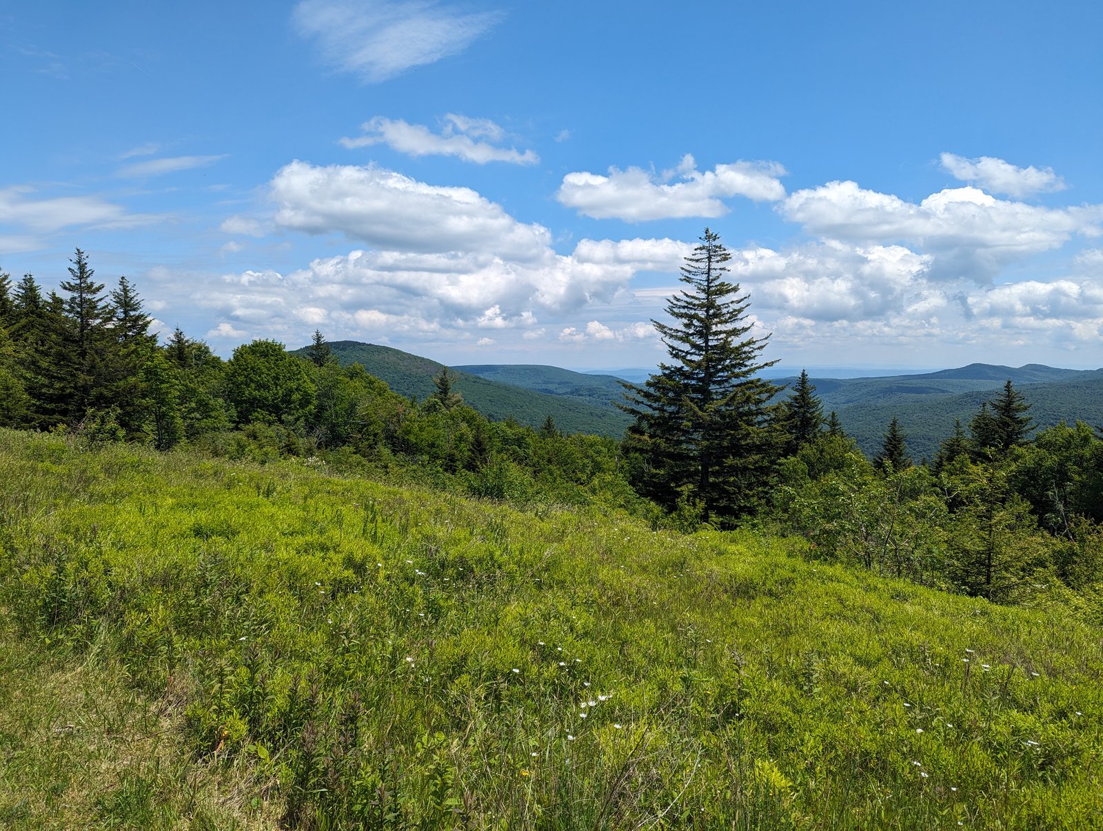 A high grassy meadow sloping down to layered green and blue ridges, with a single tall spruce standing in the middle distance.