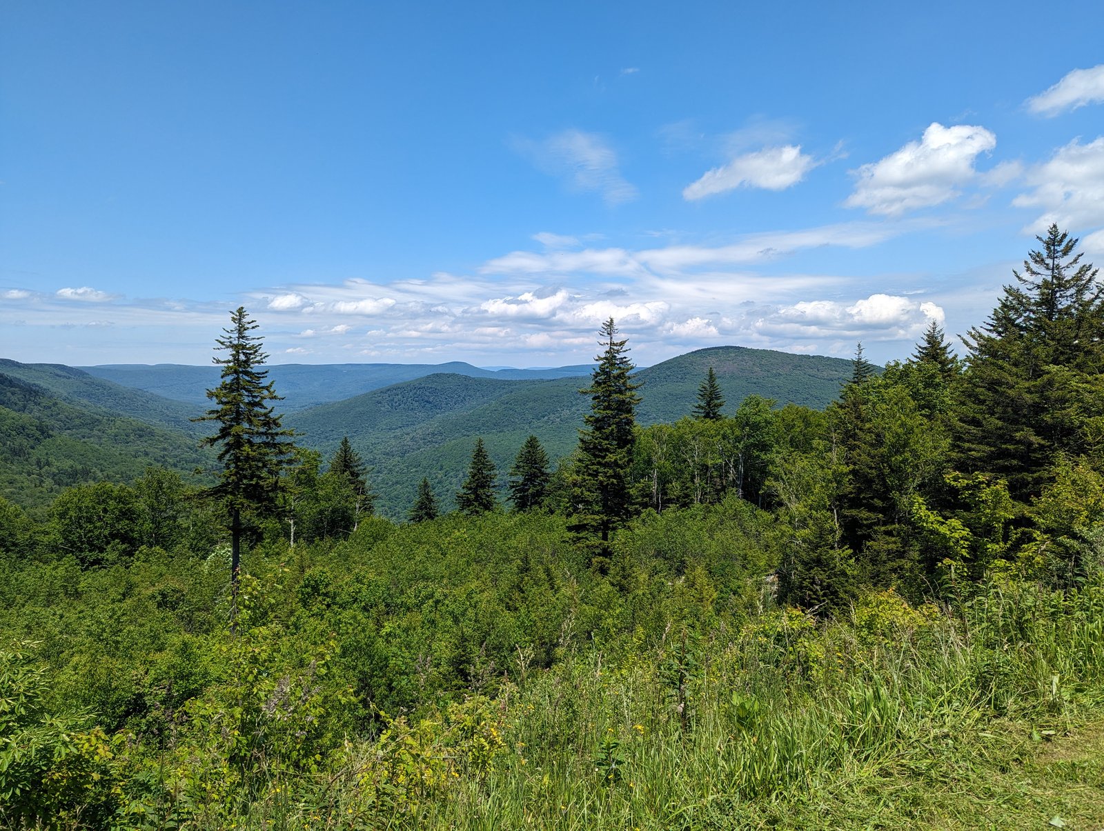 Layered blue mountain ridges receding into the distance, framed by spruce trees in the foreground under a blue sky.