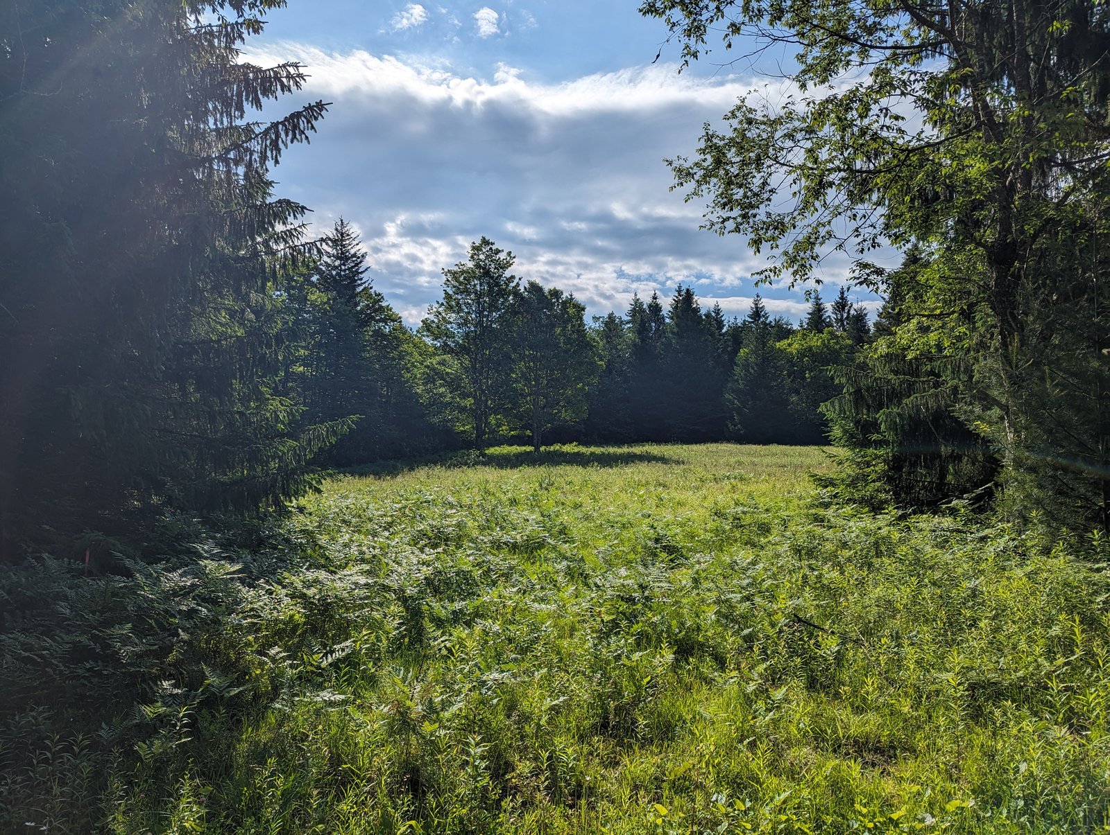 A lush green clearing of ferns and grass ringed by tall dark red spruce and fir, with morning sun slanting in from the left.