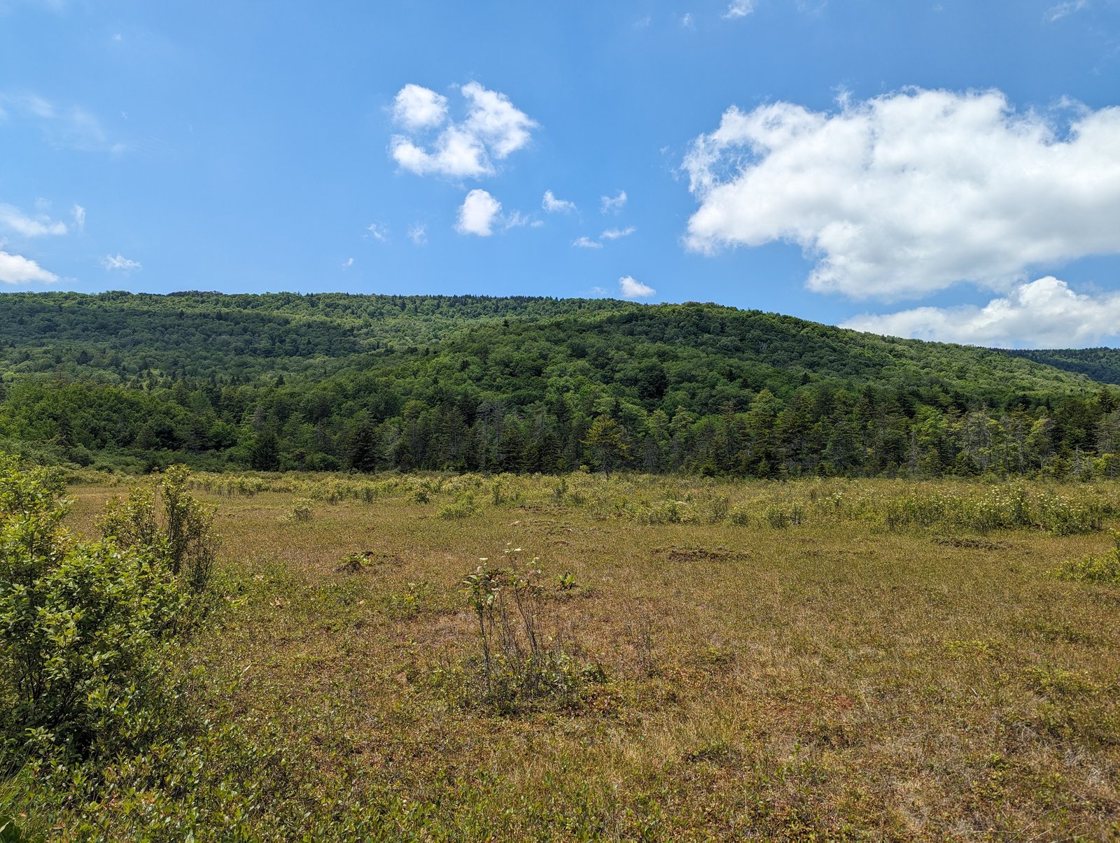 A wide open bog with reddish-brown sedge and low shrubs in the foreground running out to a green forested mountain ridge under a blue sky with puffy clouds.