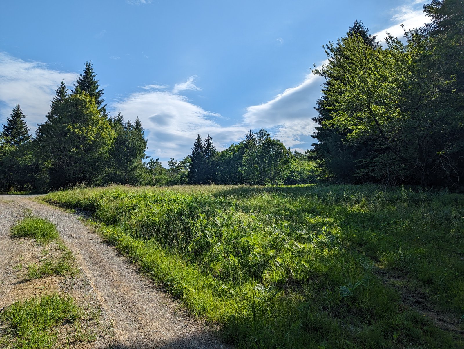 A gravel road curving past tall green meadow grass with spruce trees and a blue, partly cloudy sky.