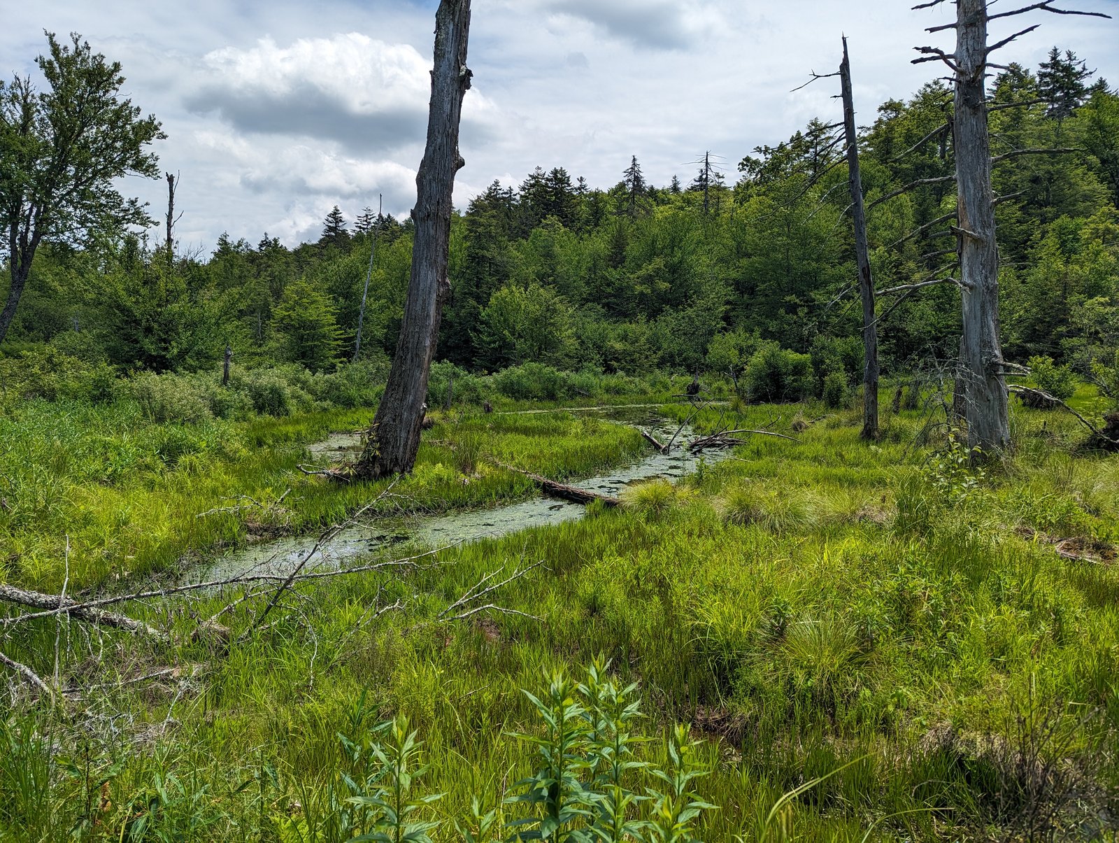 A slow winding channel of water through bright green sedge and wetland grass, with bare standing dead tree snags and a forested hillside behind.