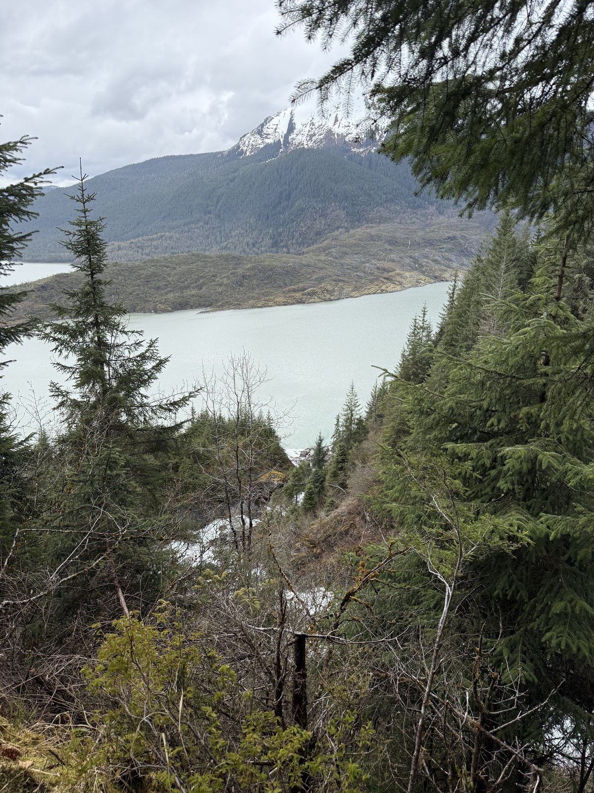 A milky pale-green glacial lake seen through a screen of spruce trees, with a snow-streaked mountain rising beyond.