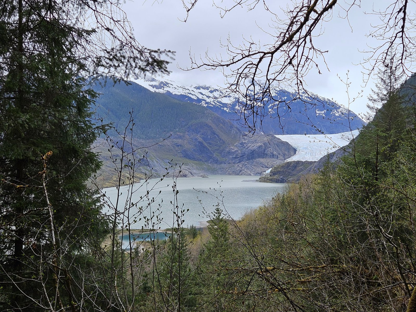 The Mendenhall Glacier descending between forested slopes to a gray glacial lake, with snow-streaked peaks behind, framed by spruce branches.