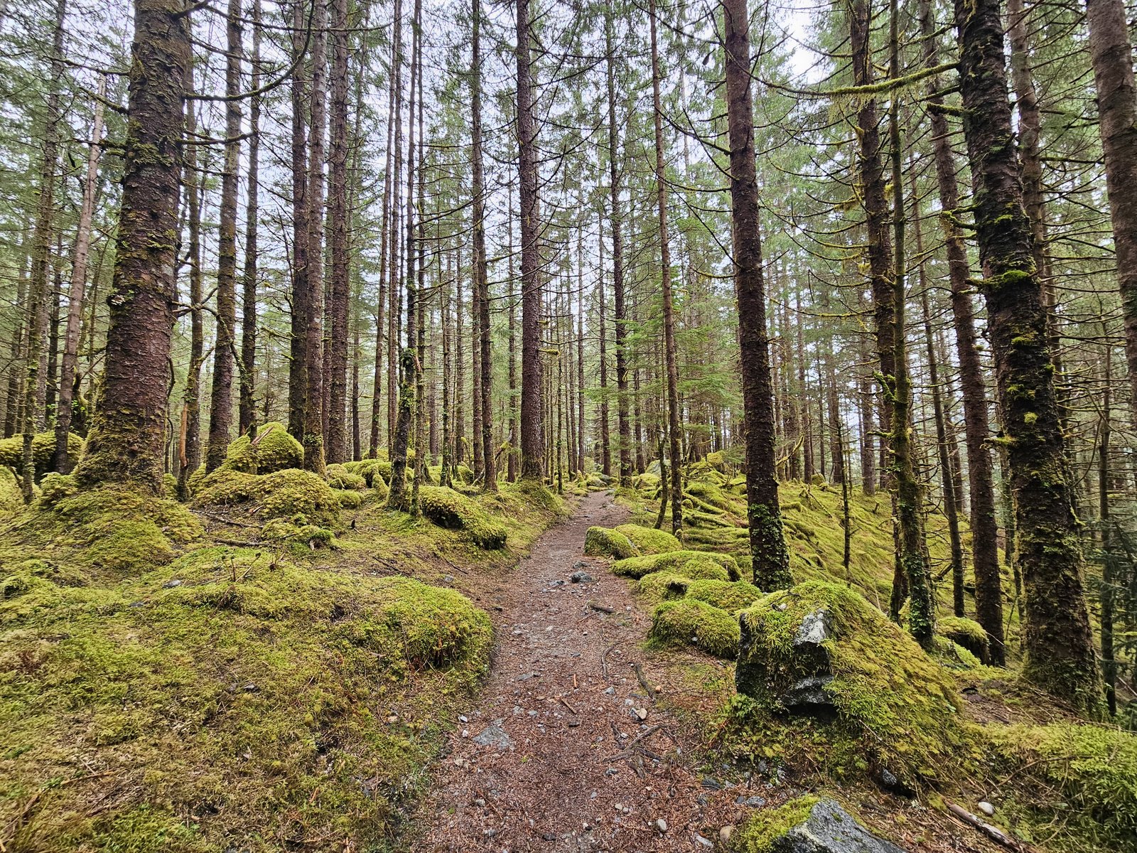A narrow dirt footpath winding through a temperate rainforest of tall spruce trunks and bright green moss-covered ground.