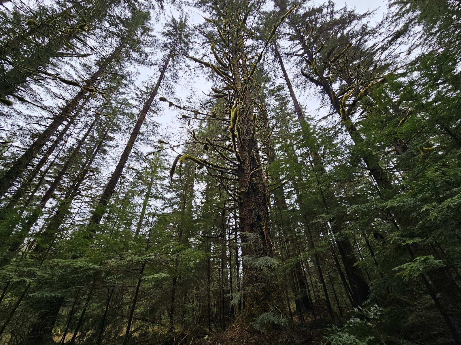 Looking up the tall straight trunk of a large old-growth conifer surrounded by other tall evergreens in a dense forest.
