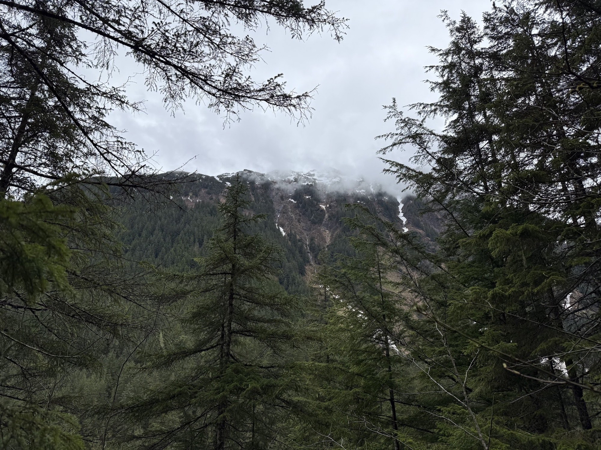 Mountain view through spruce trees from the East Glacier Trail