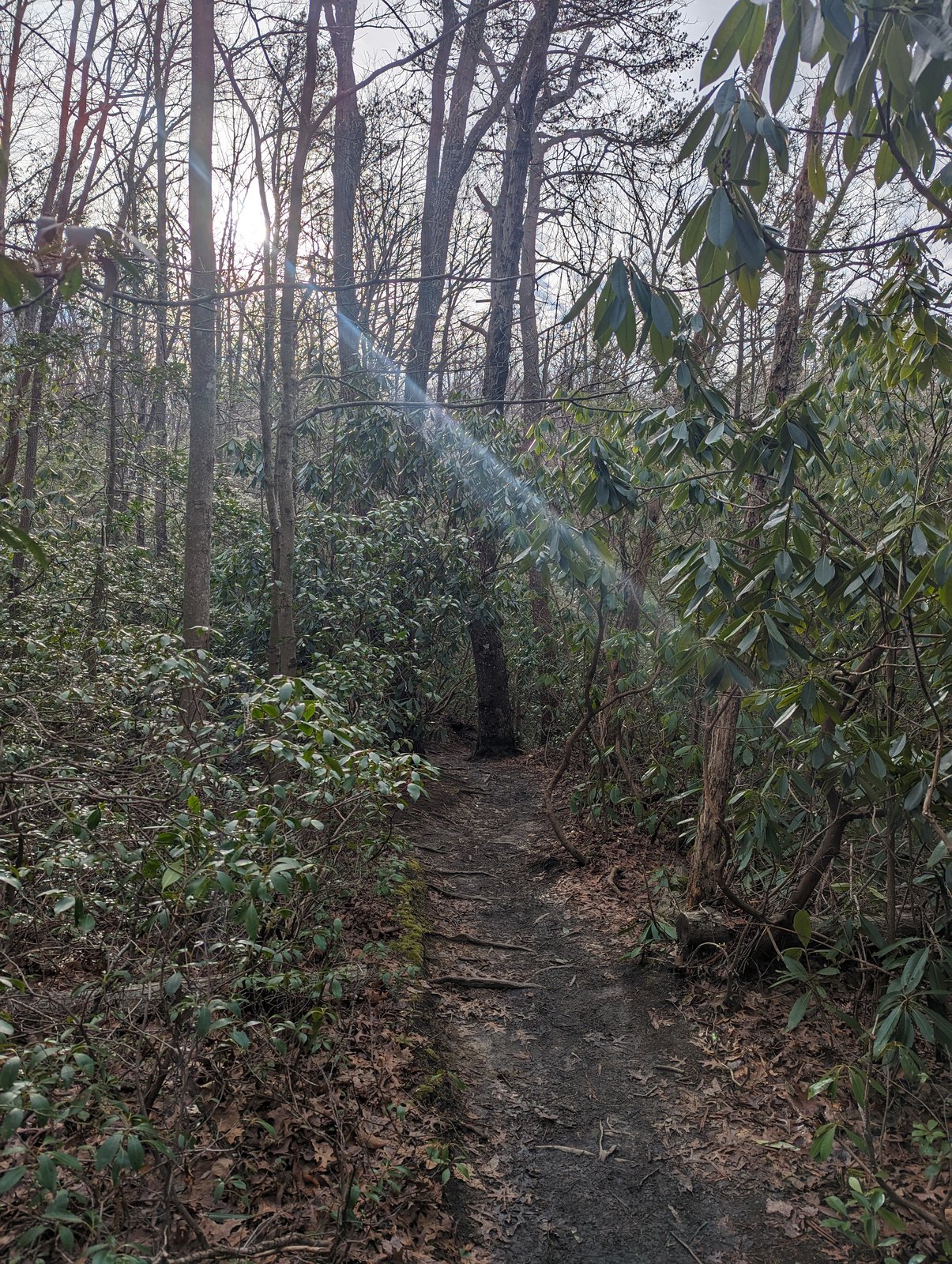 A leaf-covered dirt footpath running between dense rhododendron with sunbeams slanting through bare trees overhead.