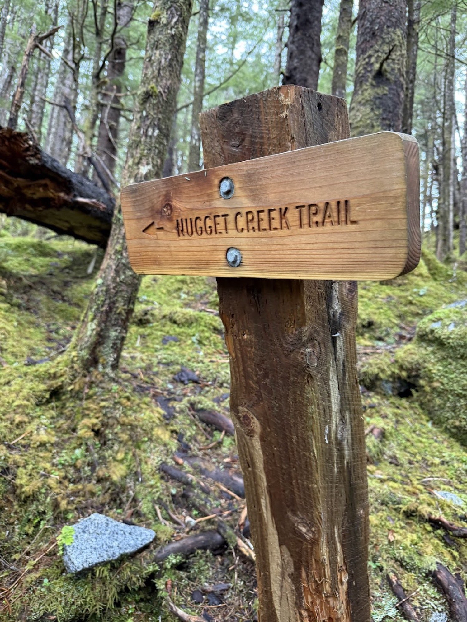 Nugget Creek Trail wooden sign in mossy rainforest