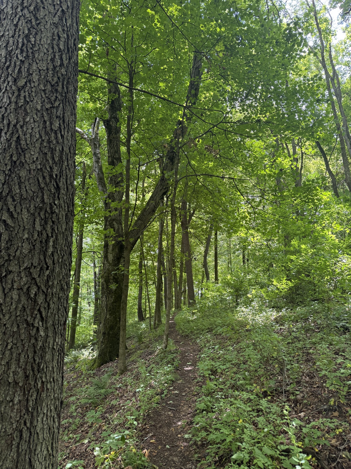 A narrow dirt footpath climbing through a green summer hardwood forest, with a large tree trunk in the foreground.