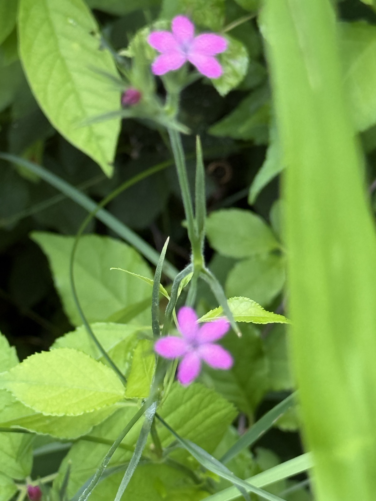 Two small bright pink five-petaled Deptford pink flowers on thin wiry stems among green leaves.