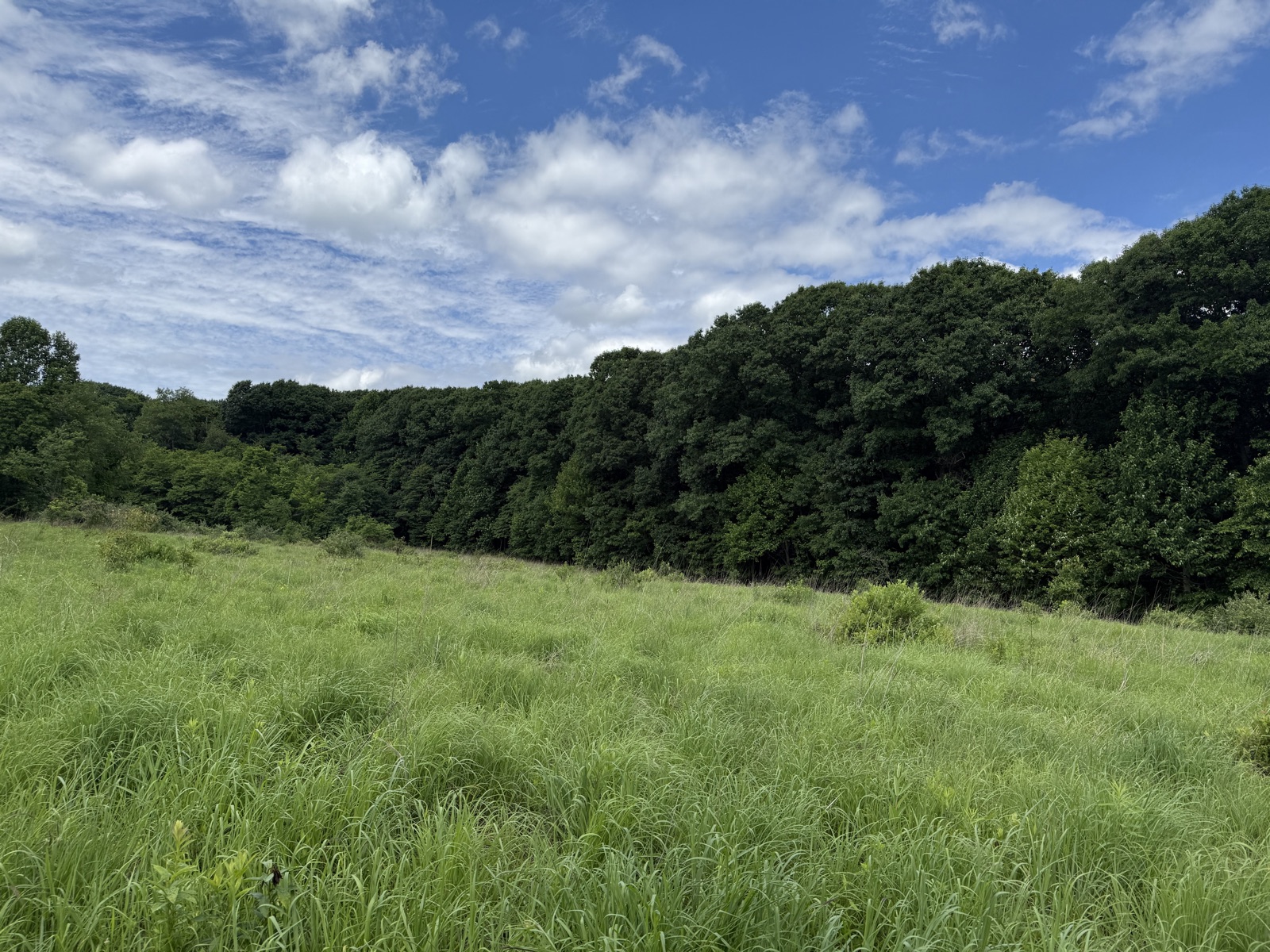 A green meadow meeting a dense treeline under a blue sky with scattered clouds at the edge of Doak Field.