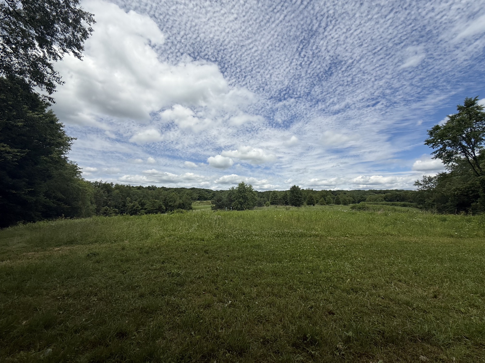 A wide grassy meadow at Doak Field running up to a distant treeline under a blue sky filled with mackerel clouds.