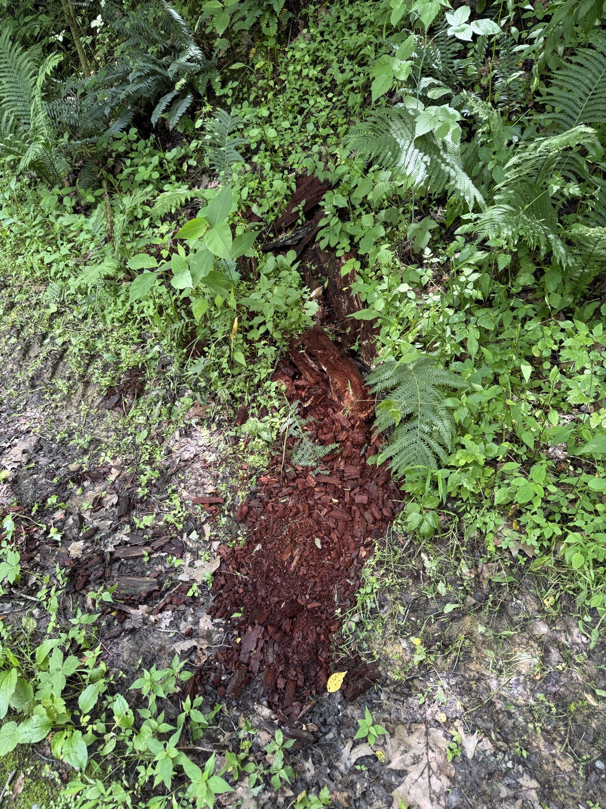 A fallen tree trunk decaying into reddish-brown wood on the forest floor, surrounded by ferns and green undergrowth.