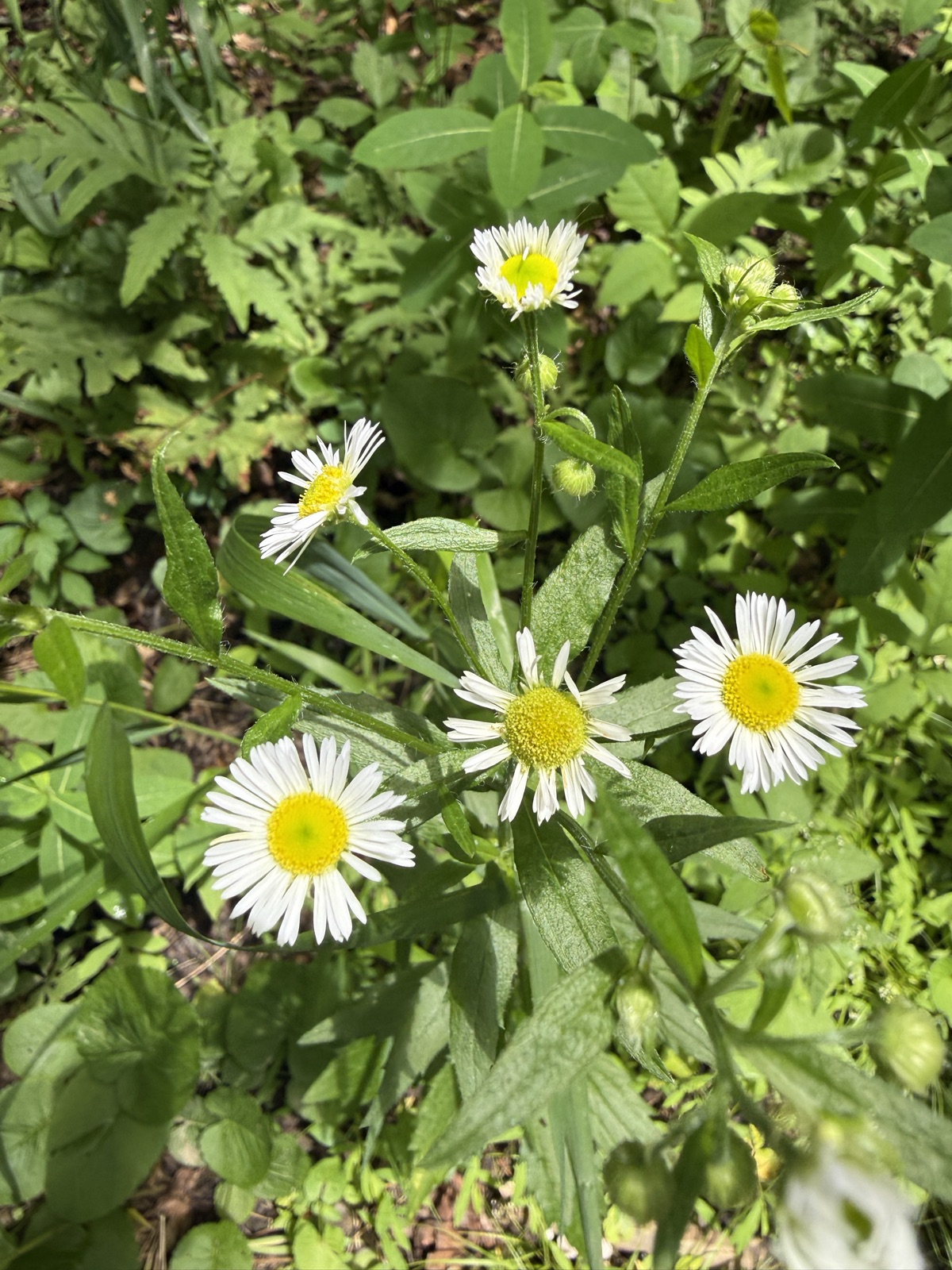 A cluster of small white daisy-like fleabane flowers with yellow centers among green foliage.