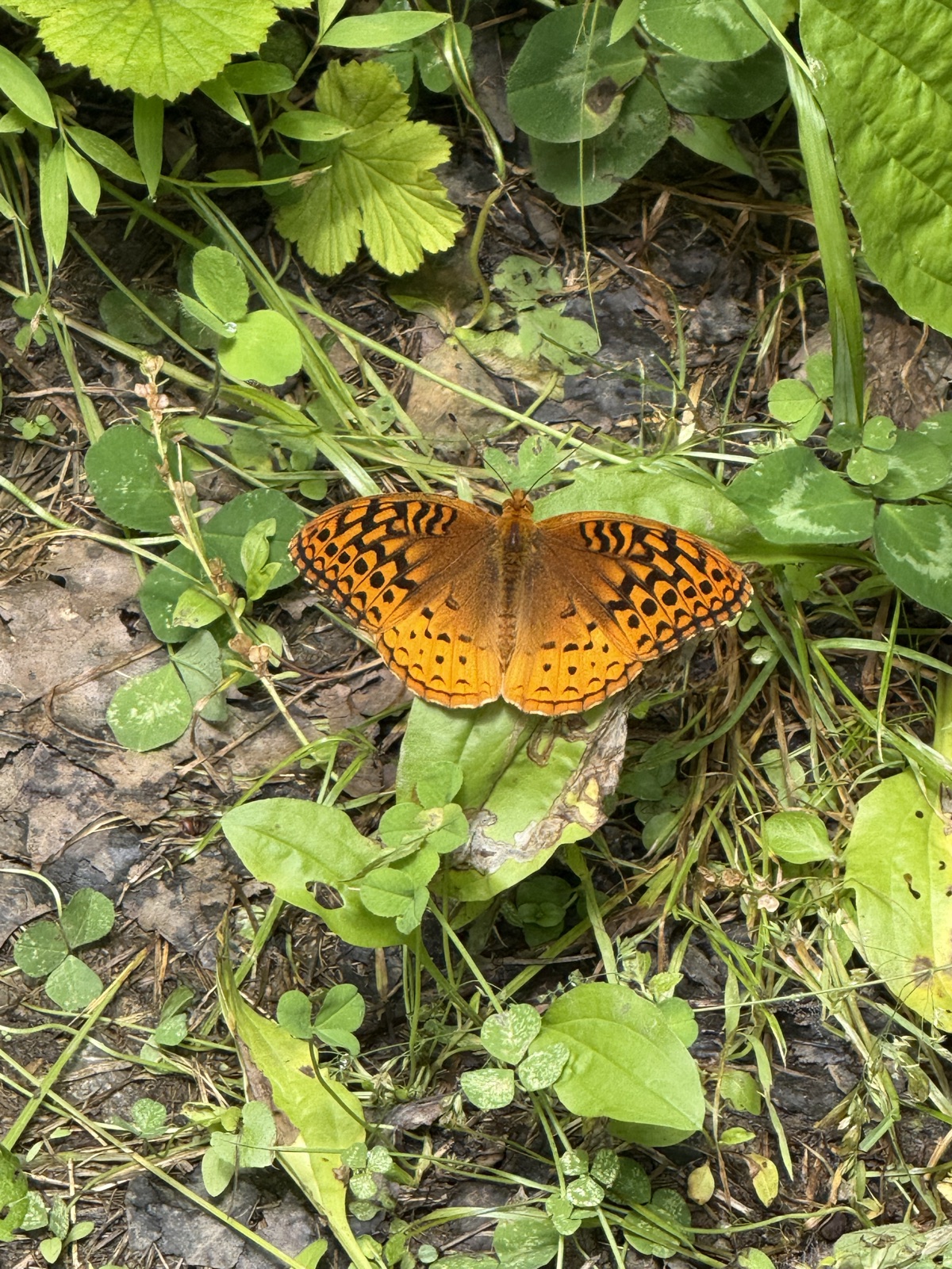An orange and black fritillary butterfly resting on the ground among grass and green leaves.