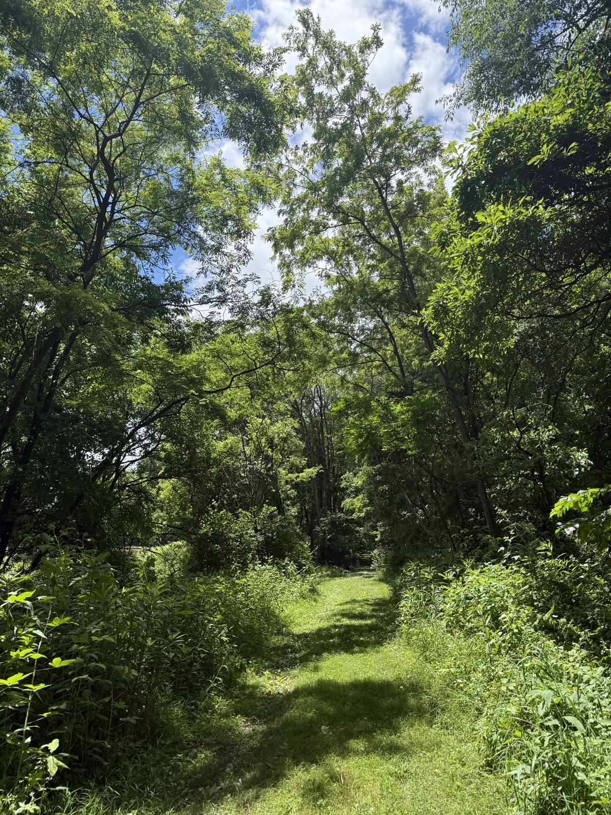 A grassy footpath leading into tall green trees with patches of blue sky overhead on the Heritage Trail.