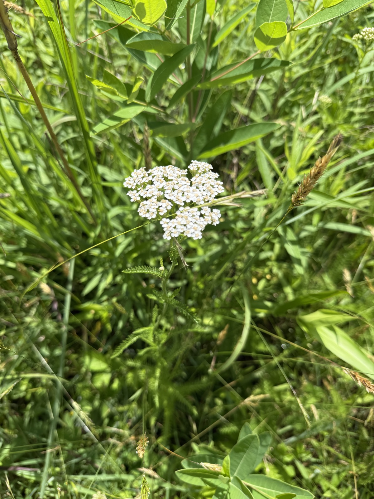 A flat white flower cluster of yarrow on a tall stem standing in green meadow grass.