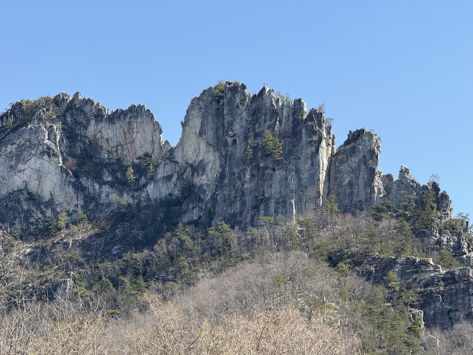 A close view of the gray, jagged quartzite towers of Seneca Rocks rising steeply, with a few small evergreens clinging to ledges under a clear blue sky.