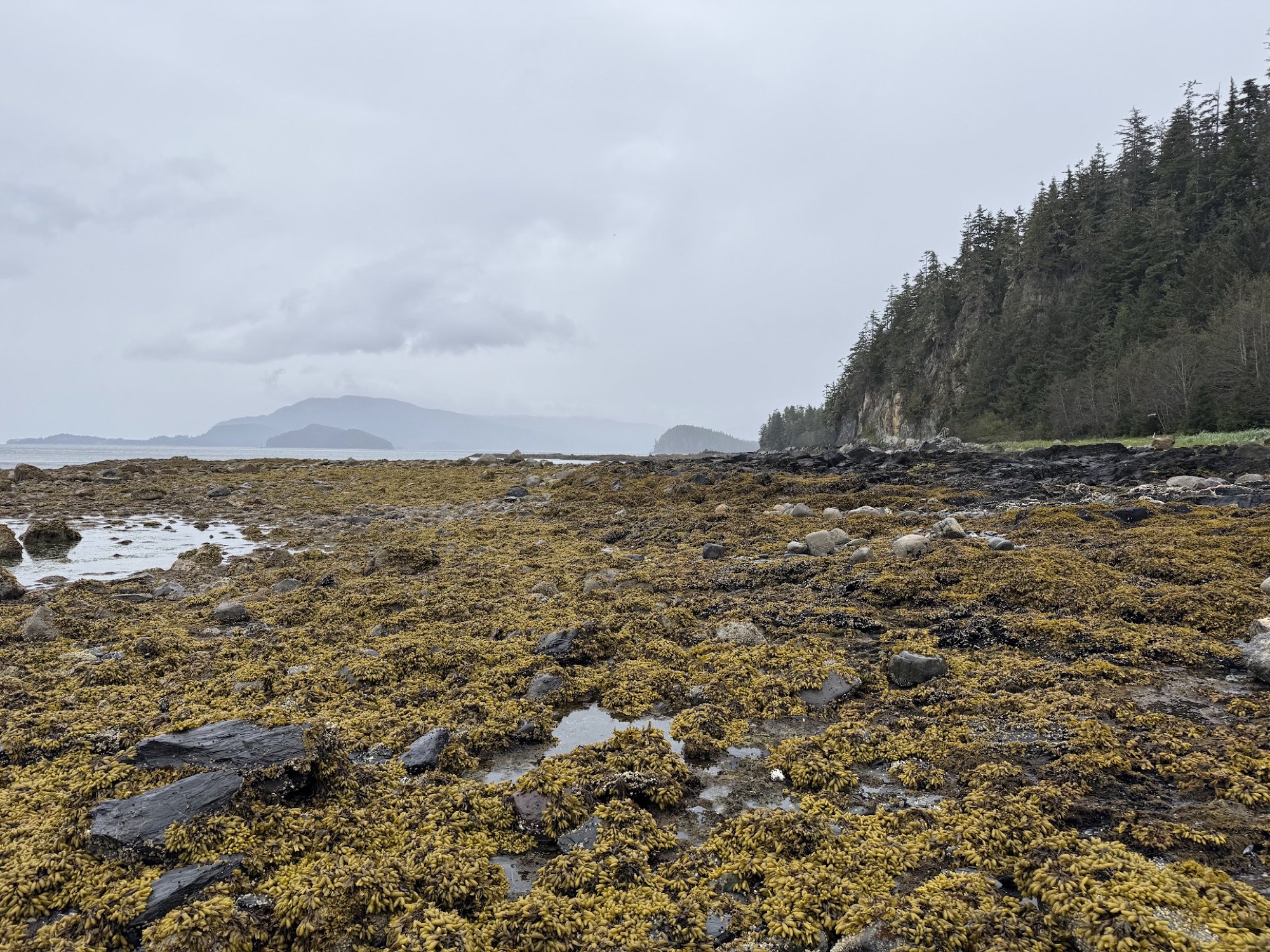 Tidal flat with seaweed-covered rocks and distant mountains