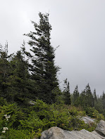 Wind-shaped red spruce on Spruce Knob
